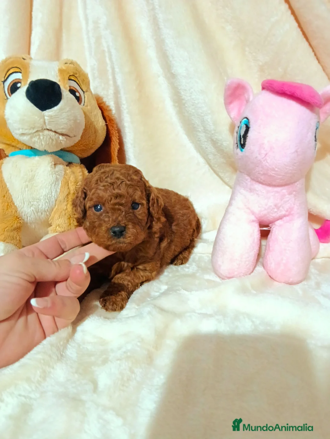 Caniche Toy perros en venta: Caniche toy rojo - Anuncio 3
