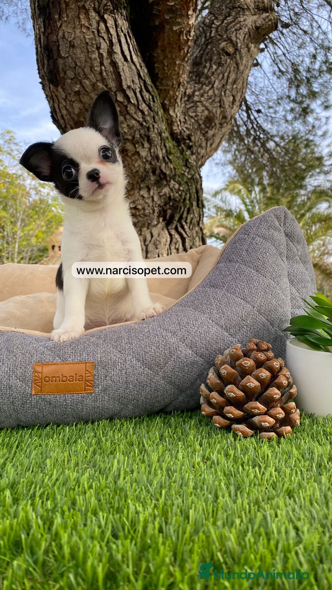 Chihuahua perros en venta: CHIHUAHUA LINEA RUSA - Imagen 5