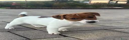 Jack Russell Terrier perros en venta: Cachorros de Jack Russell  - Anuncio 1