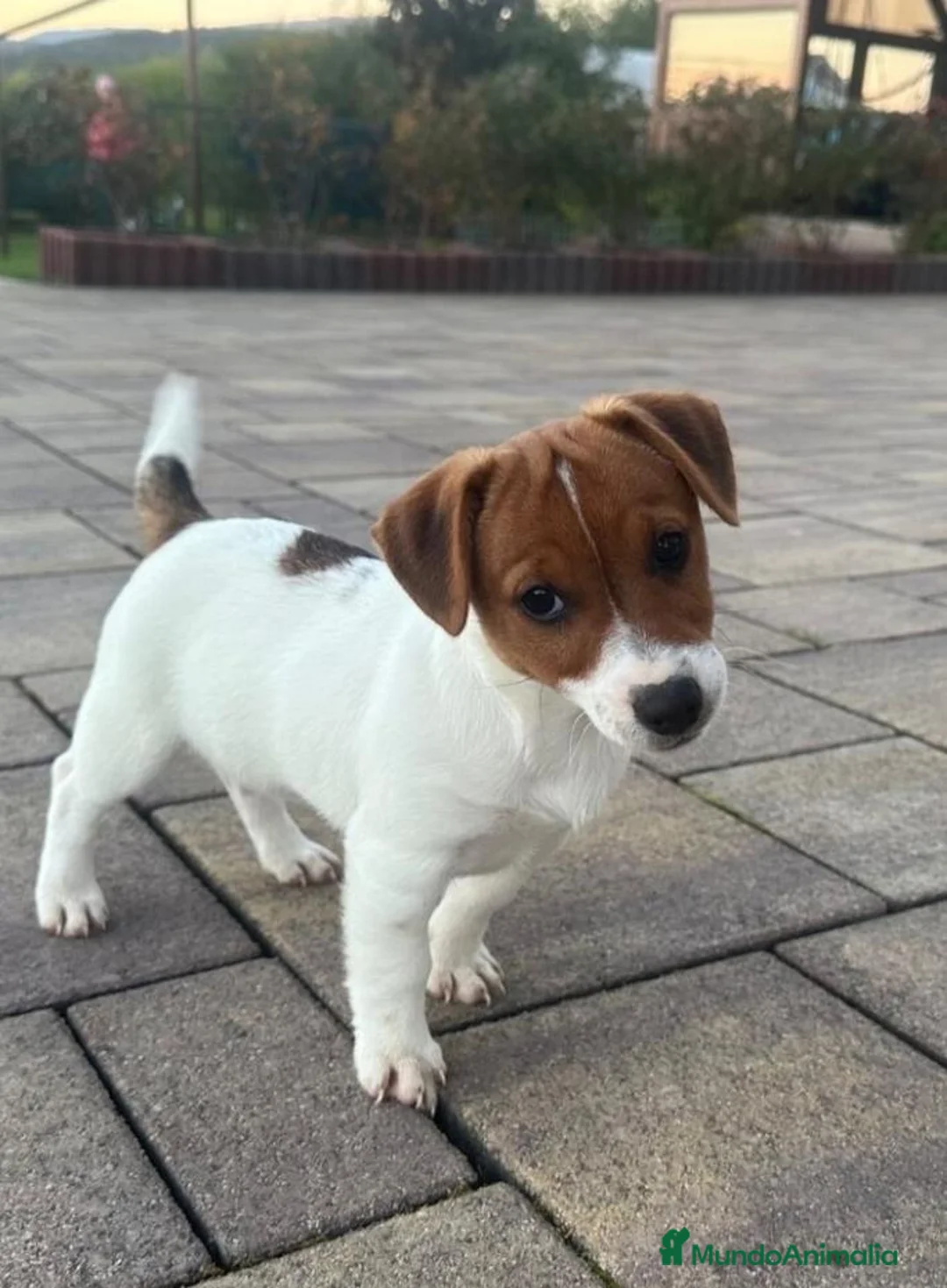 Jack Russell Terrier perros en venta: Cachorros de Jack Russell  - Anuncio 1