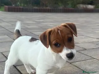 Jack Russell Terrier perros Cachorros de Jack Russell - Anuncio 3