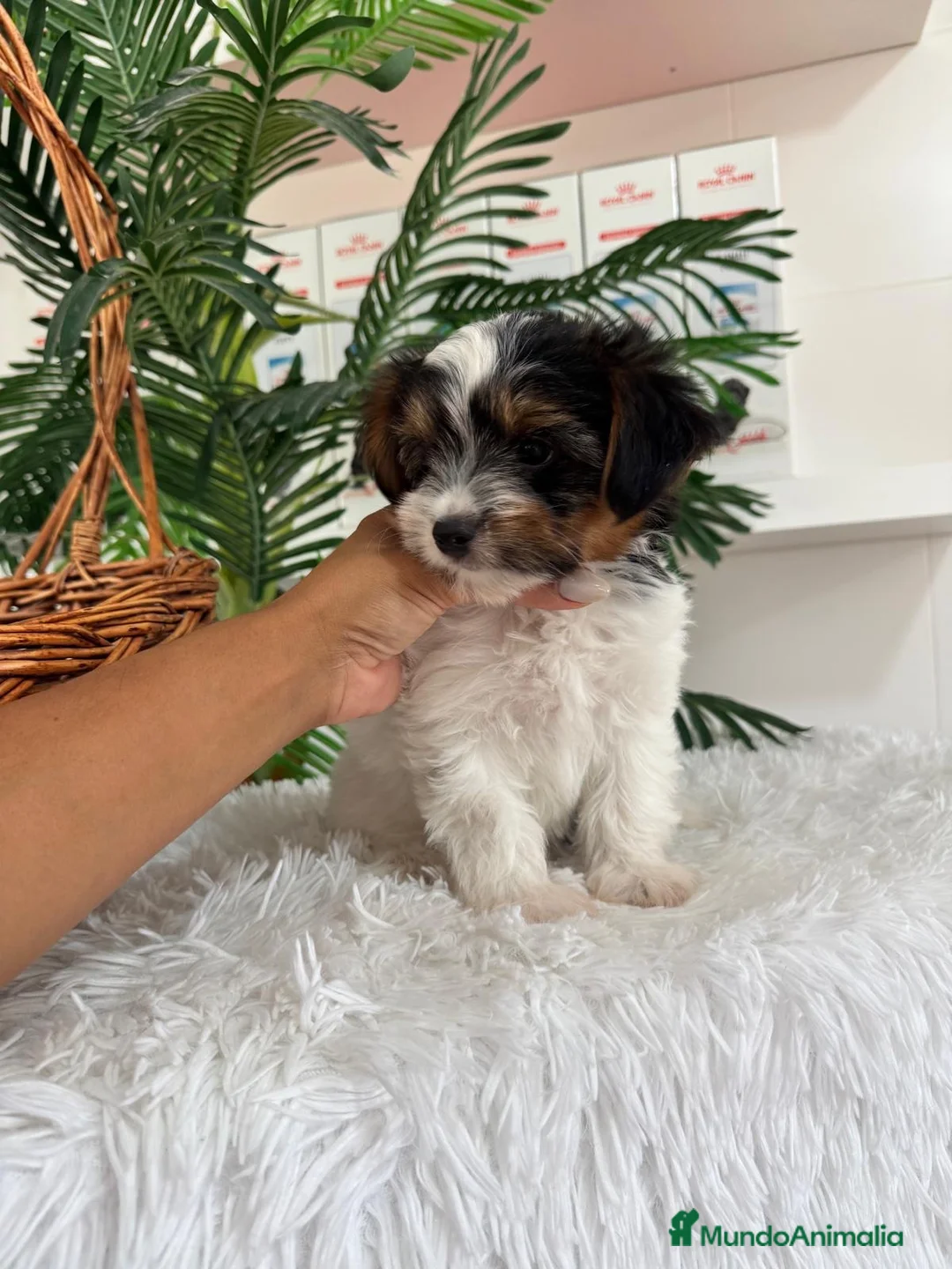 Yorkshire Terrier perros en venta: YORKSHIRE BIEWER - Anuncio 2