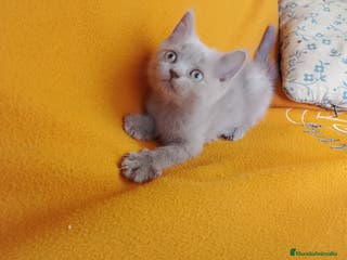 Brasileño de Pelo Corto gatos Adorable hembra Britthis Lilac en Madrid - Anuncio 1