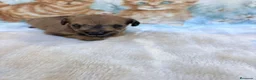 Raza Mixta perros en venta: Pootalian - Anuncio 26