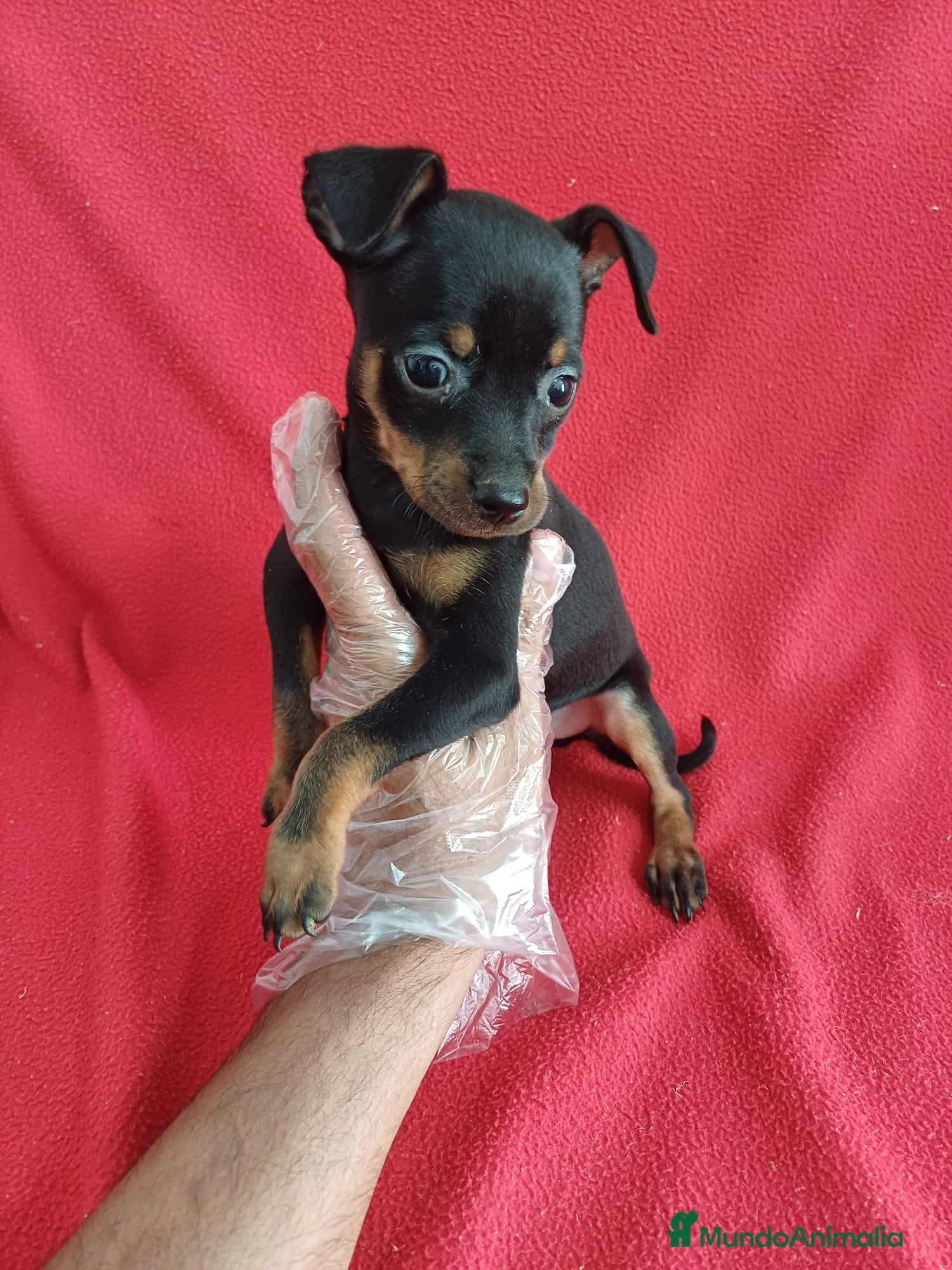 Pinscher Miniatura perros Pincher Mini  - Anuncio 2
