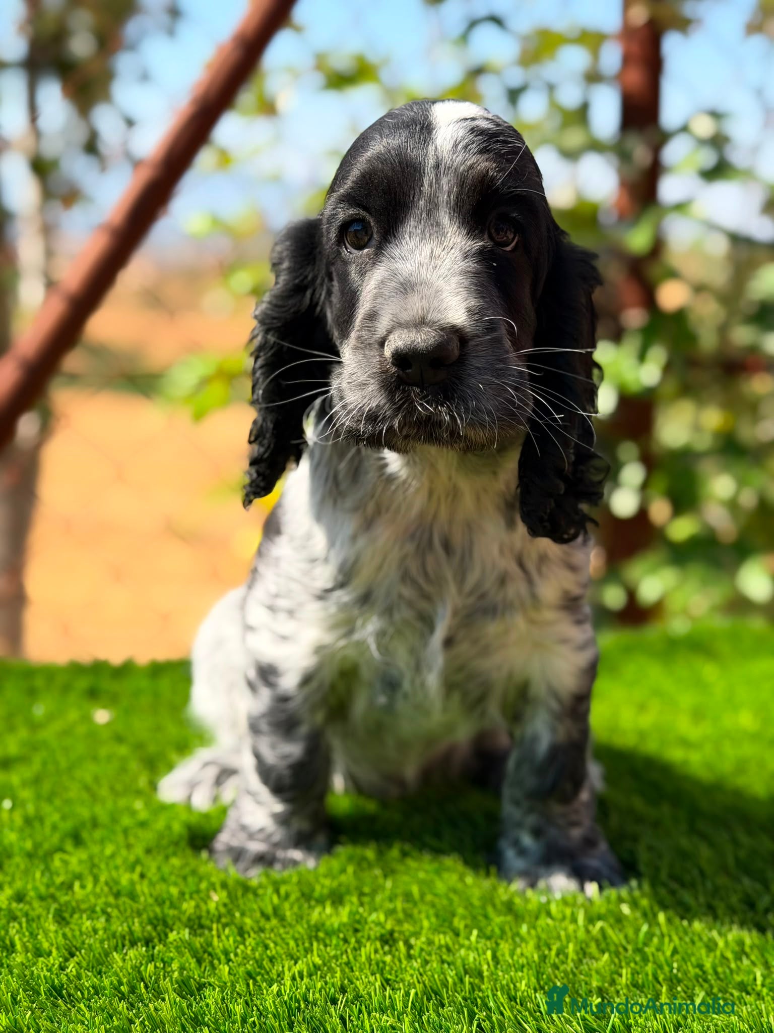 Cocker Spaniel Inglés perros ÚLTIMO MACHO RUANO COCKER SPANIEL INGLES - Anuncio 1