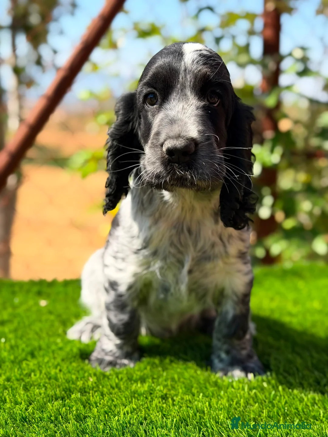 Cocker Spaniel Inglés perros en venta: ÚLTIMO MACHO RUANO COCKER SPANIEL INGLES - Anuncio 1