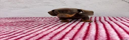 Teckel Miniatura perros en venta: Teckel Miniatura - Anuncio 13