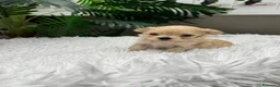 Maltipoo perros en venta: MALTIPOO TOY COREANOS  - Anuncio 26