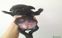 Bulldog Francés perros en venta: Camada de Bulldog Francés - Imagen 2