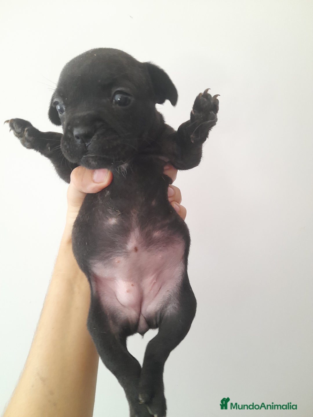 Bulldog Francés perros en venta: Camada de Bulldog Francés - Imagen 2