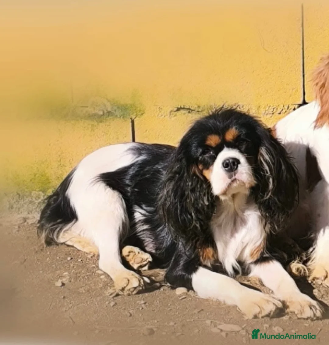 Cavalier King Charles Spaniel perros en venta: Cachorros Cavalier King charles spaniel - Anuncio 6