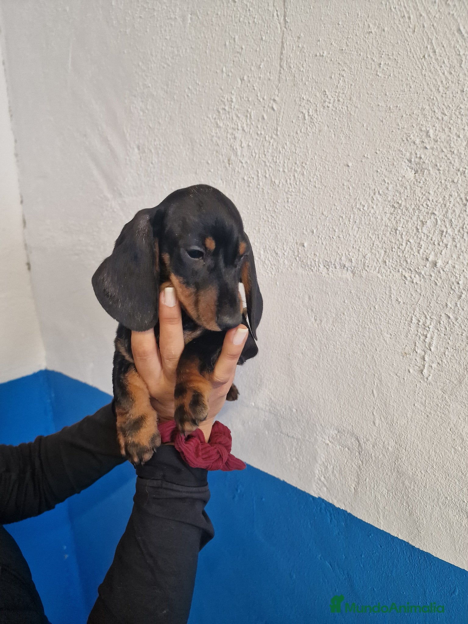 Teckel perros Teckel kanichen - Anuncio 1