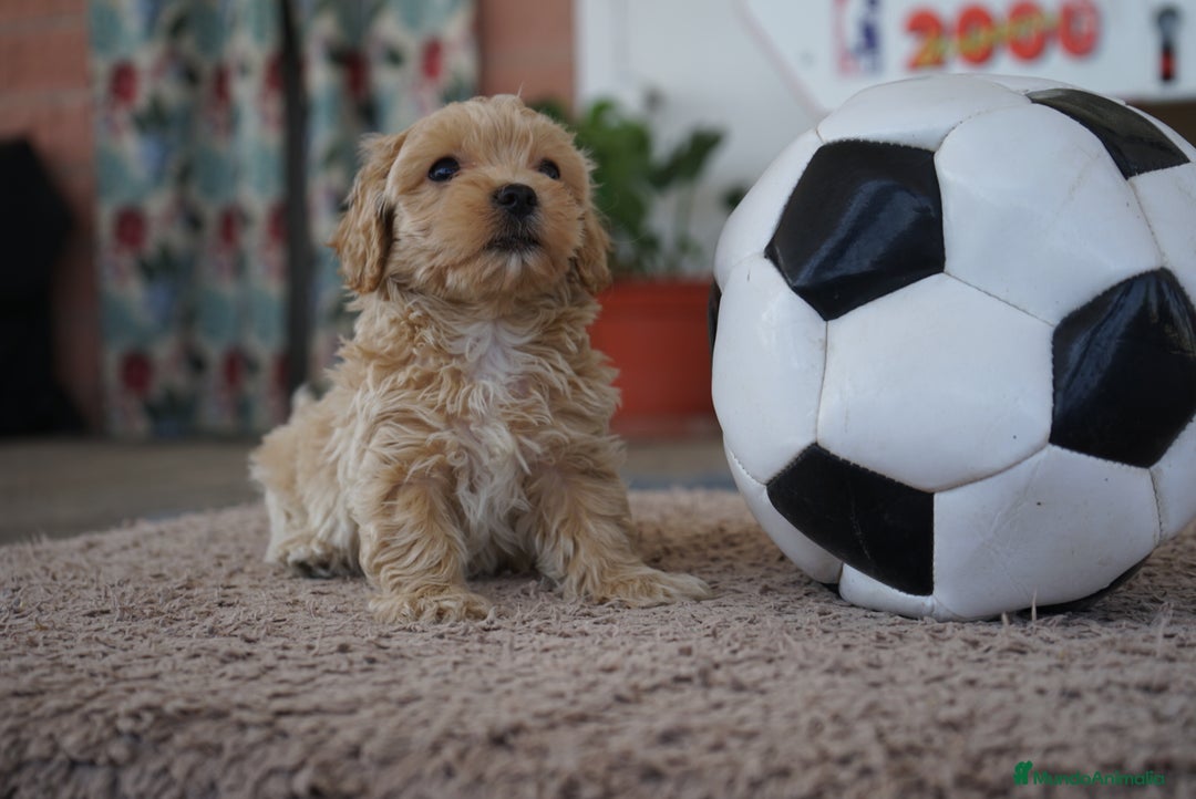 Maltipoo perros en venta: 🌟 Pequeños, tiernos y llenos de vida 💛 - Imagen 3