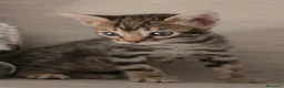 Bengalí gatos en venta: BENGALÍ  - Anuncio 4