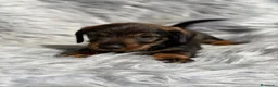 Teckel Miniatura perros en venta: TECKEL HOJA SECA PAPÁS KANINCHEN - Anuncio 6