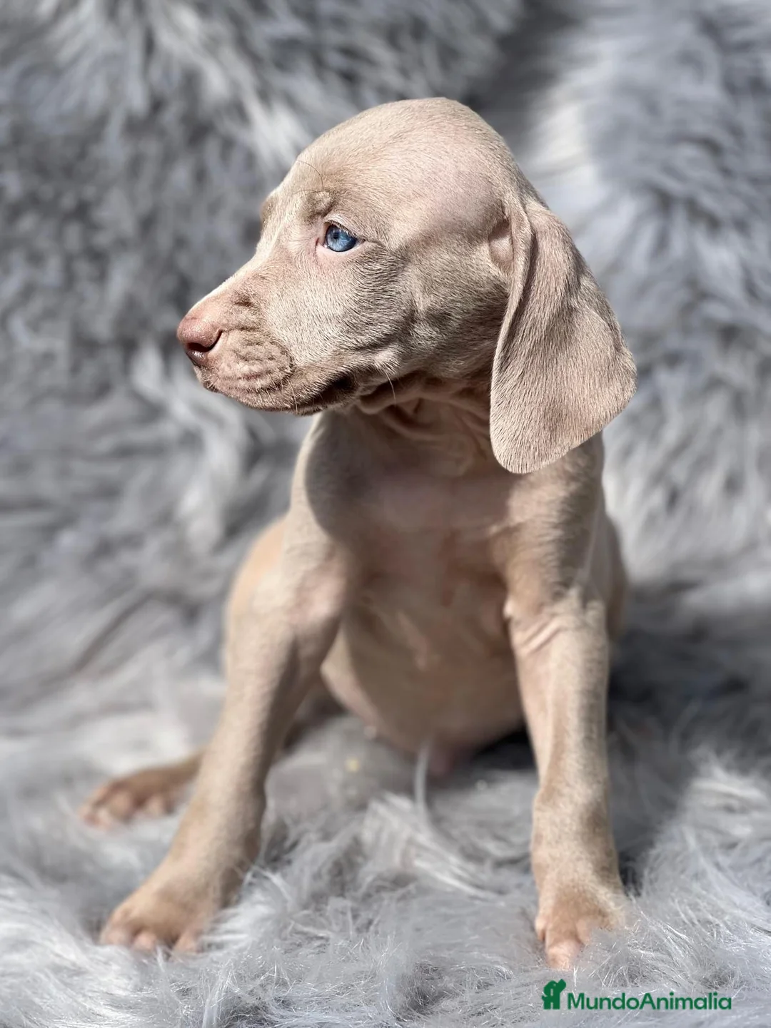 Weimaraner perros en venta: Weimaraner machos  en Barcelona - Anuncio 3