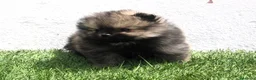 Pomerania perros en venta: Pomerania  - Anuncio 14