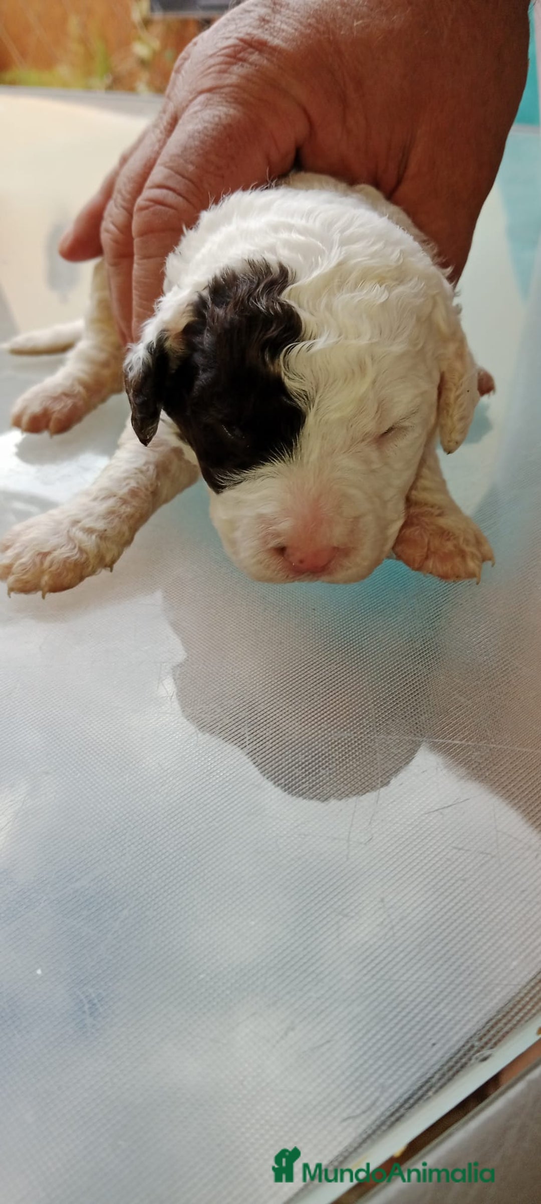 Perro de Agua Español perros en venta: Hembras PDAE - Imagen 1