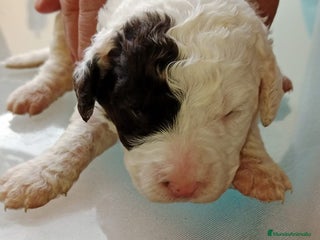 Perro de Agua Español perros - Anuncio 5