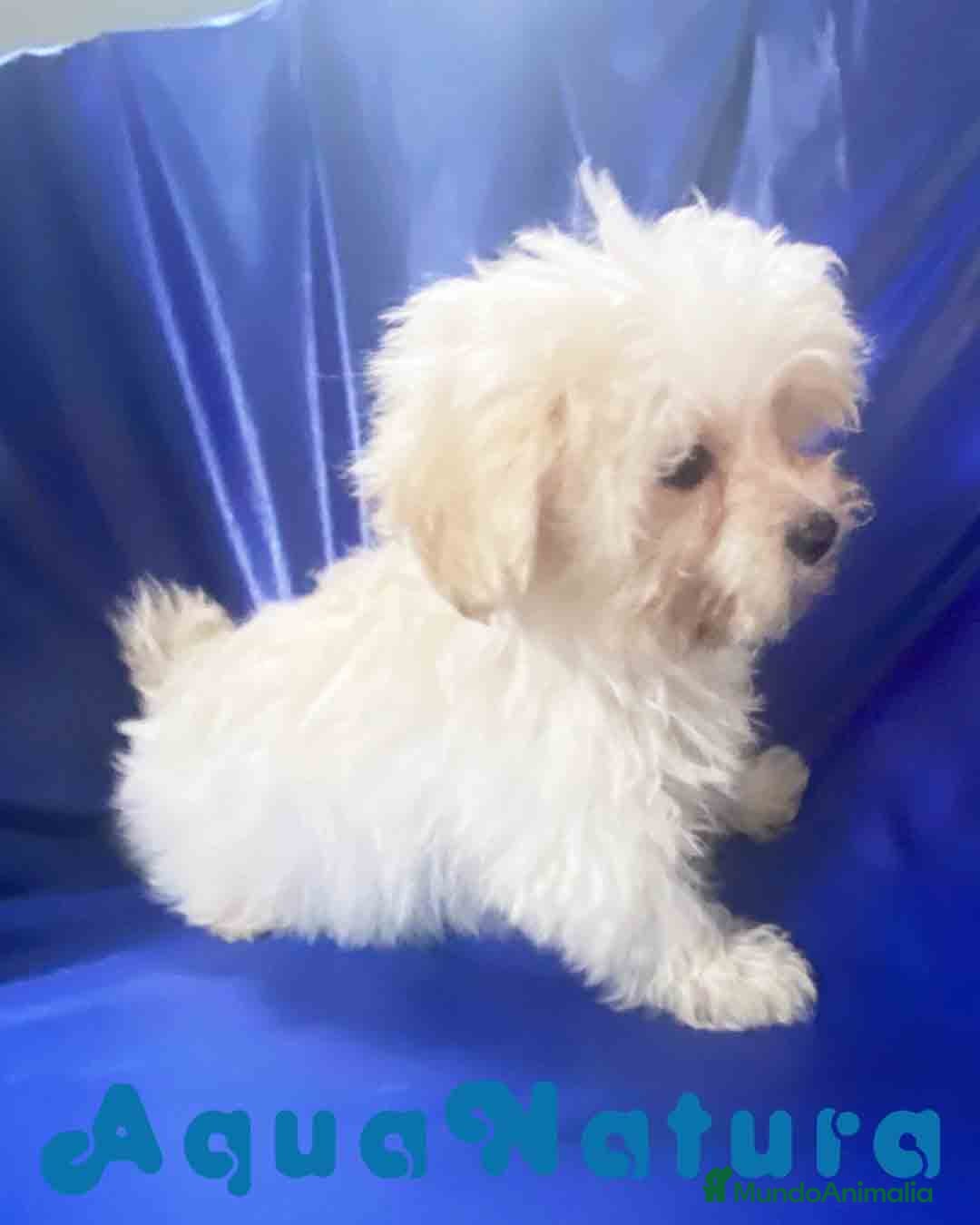 Bichón Habanero perros Havapoo Macho 1748 de Kis AQUANATURA - Anuncio 15