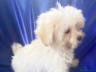 Bichón Habanero perros - Anuncio 1