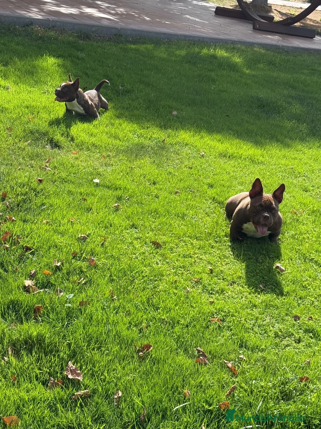 American Bully perros en venta: MICRO BULLYS EXÓTICAS 2 HEMBRAS DISPONIBLES  en Barcelona - Anuncio 2