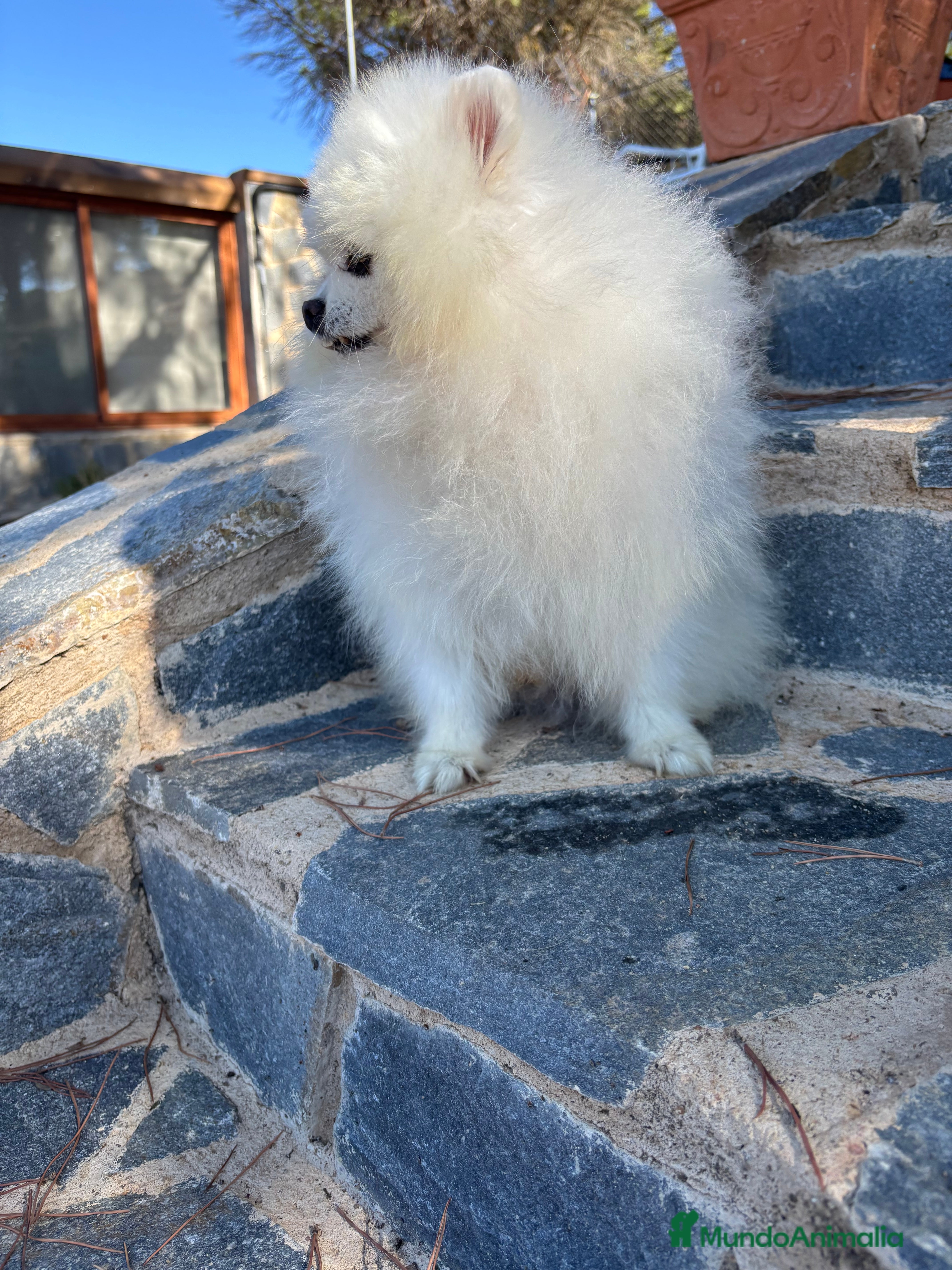 Pomerania perros Pomeranias muy bonitos !!! - Anuncio 18