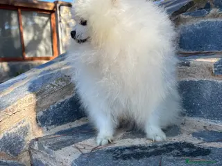 Pomerania perros Pomeranias muy bonitos !!! - Anuncio 18