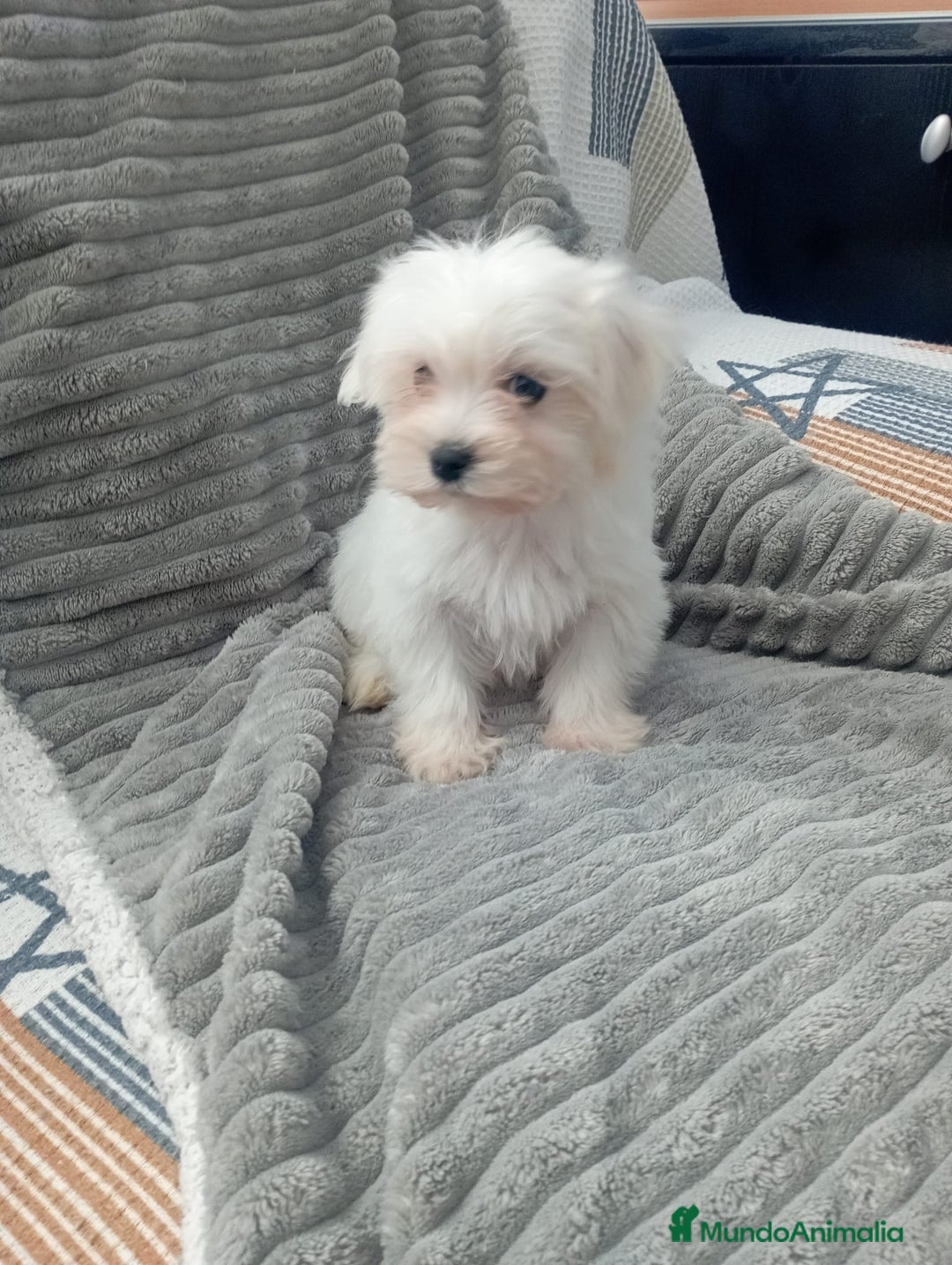 Bichón Maltés perros en venta: Bichón maltes linea americana  - Anuncio 3