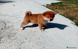 Shiba Inu perros en venta: Cachorros de shiba inu  - Imagen 3