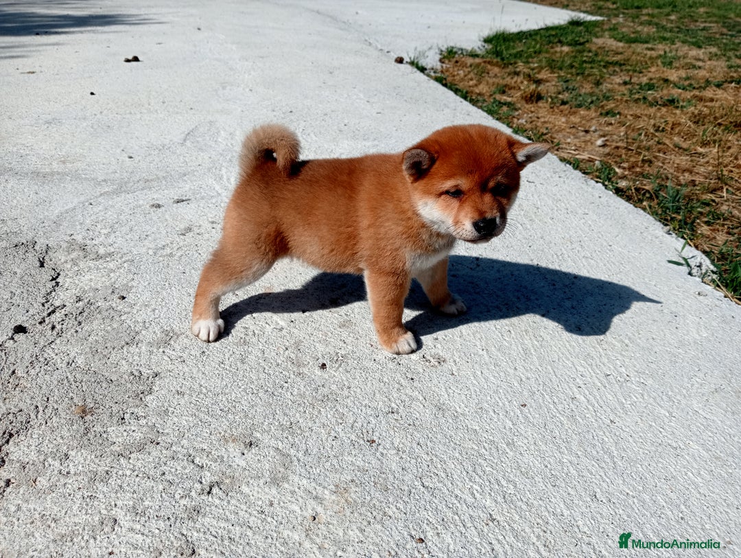 Shiba Inu perros en venta: Cachorros de shiba inu  - Imagen 3