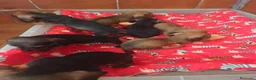 Teckel Miniatura perros en venta: Teckel - Anuncio 2
