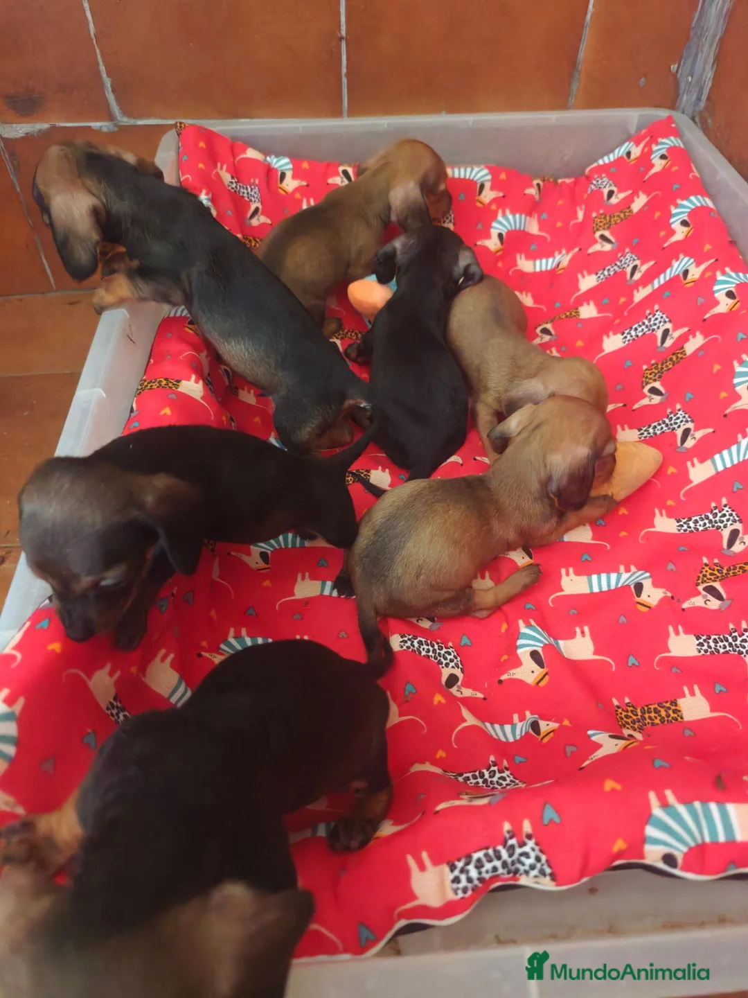 Teckel Miniatura perros en venta: Teckel - Anuncio 2