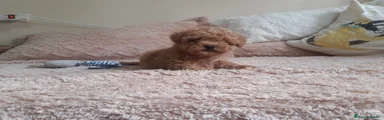 Caniche Toy 7