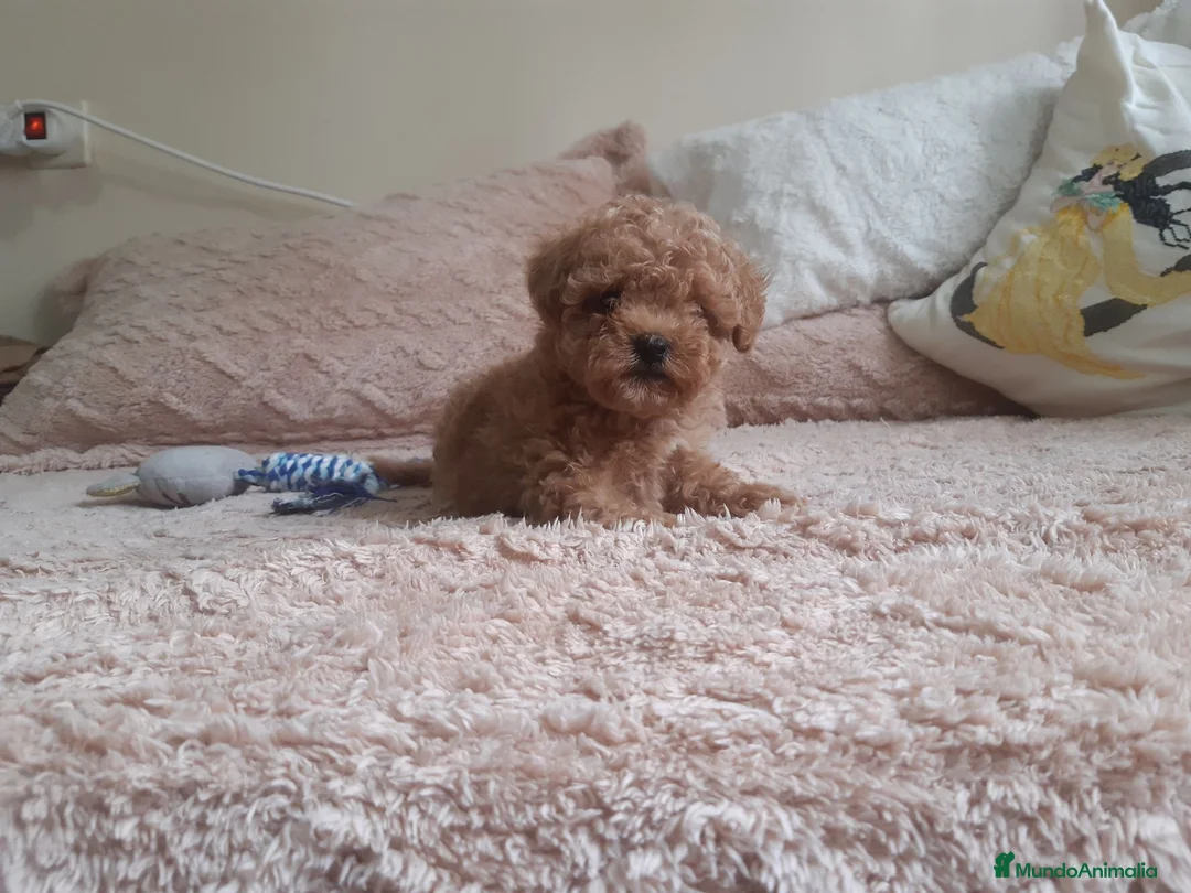 Caniche Toy perros en venta: PRECIOSOS CANICHE  ROJO LINEA TOY  - Anuncio 2