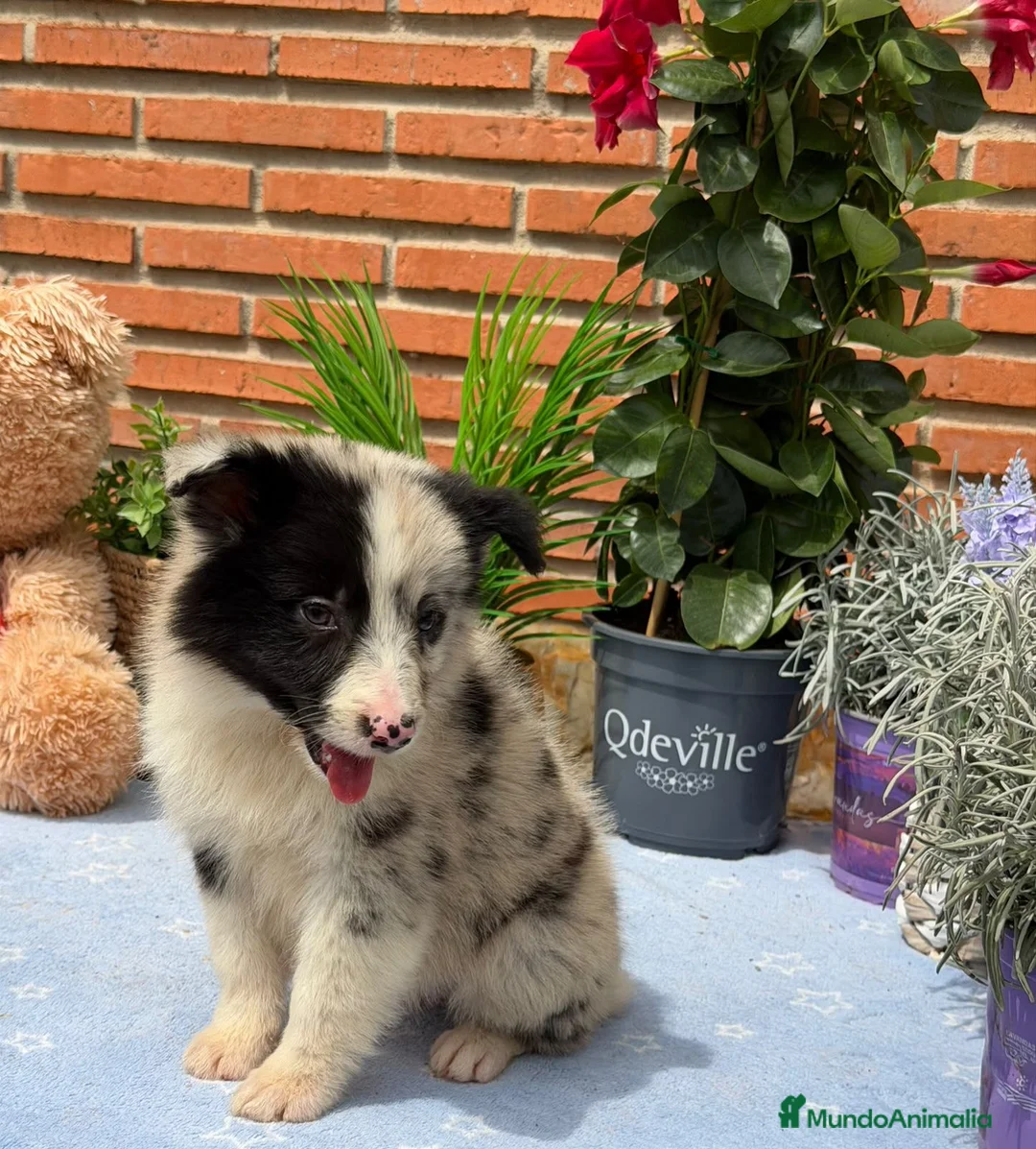 Border Collie perros en venta: Border collie merle. Machos  - Anuncio 2