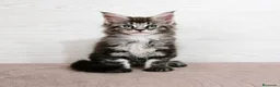Maine Coon gatos en venta: Gatitos maine coon nacidos el 01/06/2026 - Anuncio 2