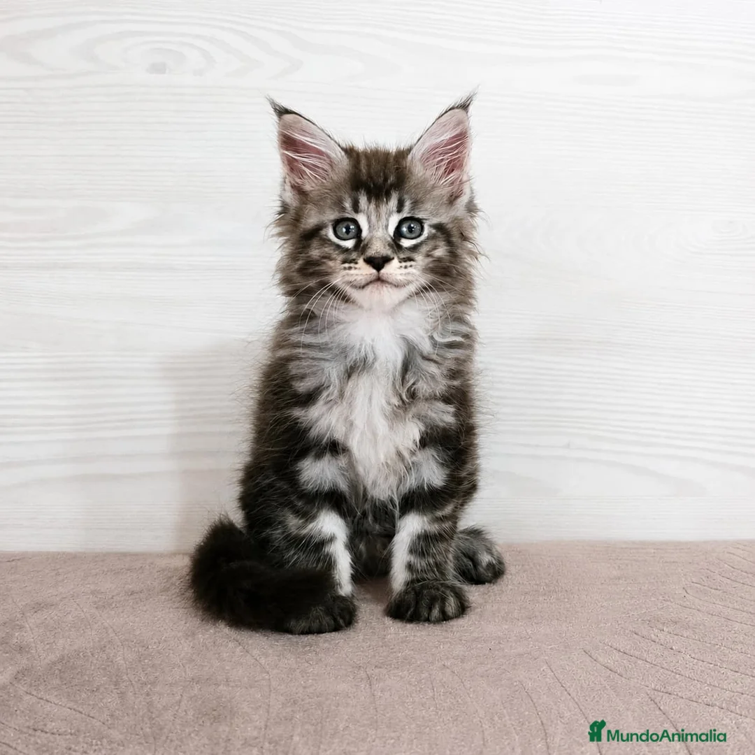 Maine Coon gatos en venta: Gatitos maine coon nacidos el 01/06/2026 - Anuncio 2
