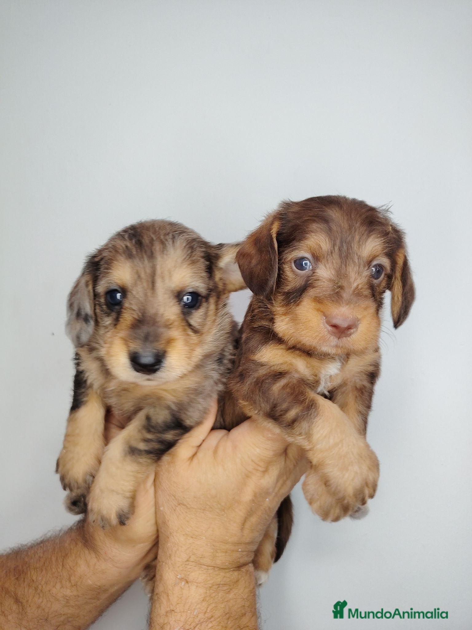 Raza Mixta perros Doxiepoo - Anuncio 1