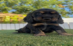 Cocker Spaniel Inglés perros en venta: COCKER SPANIEL INGLES - Imagen 11