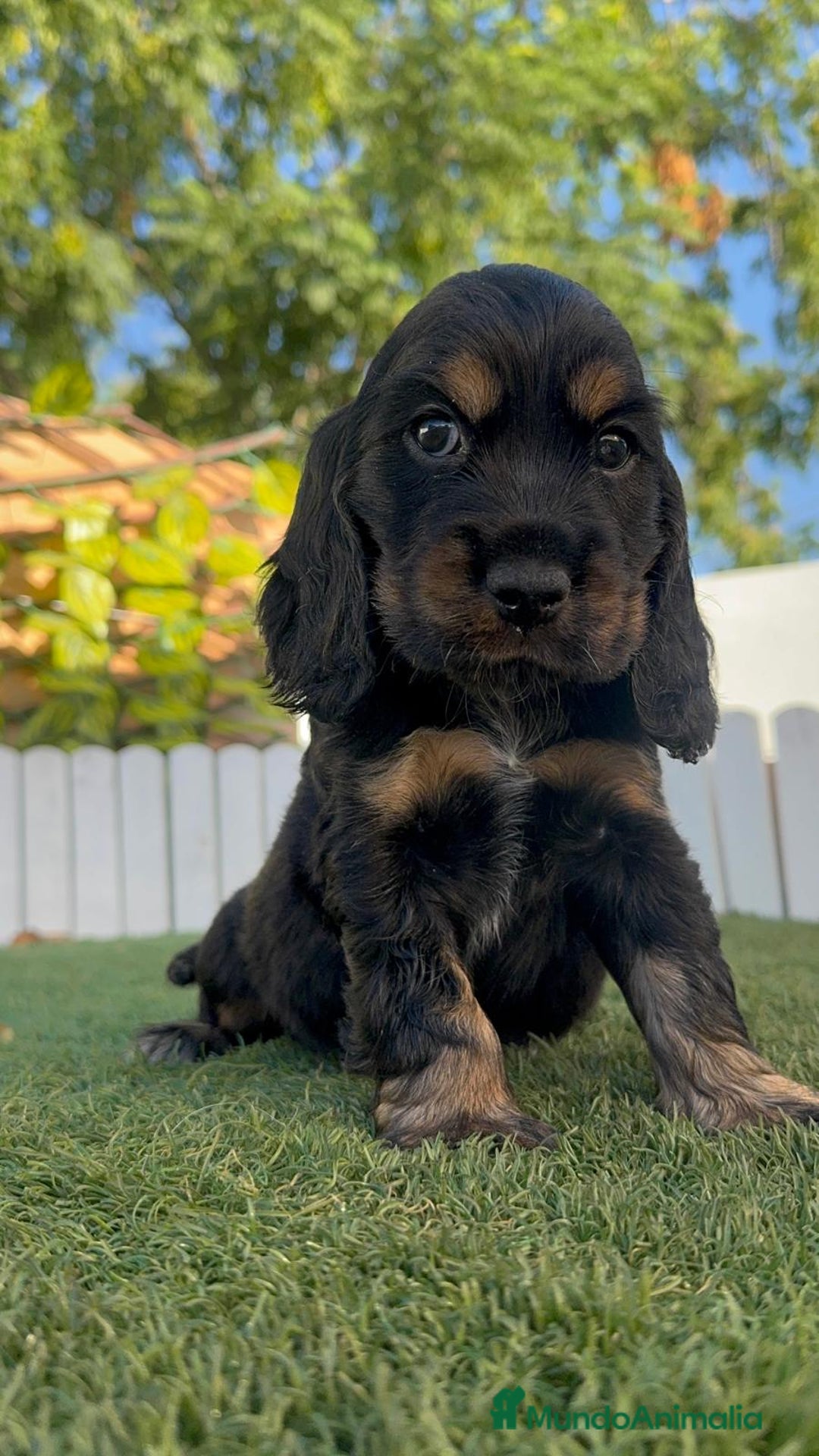 Cocker Spaniel Inglés perros en venta: COCKER SPANIEL INGLES - Imagen 11