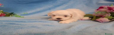 Bichón Maltés Cachorro 2