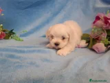 Bichón Maltés Cachorro 2
