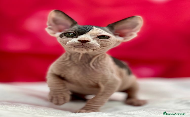 Sphynx gatos en venta - Anuncio 1