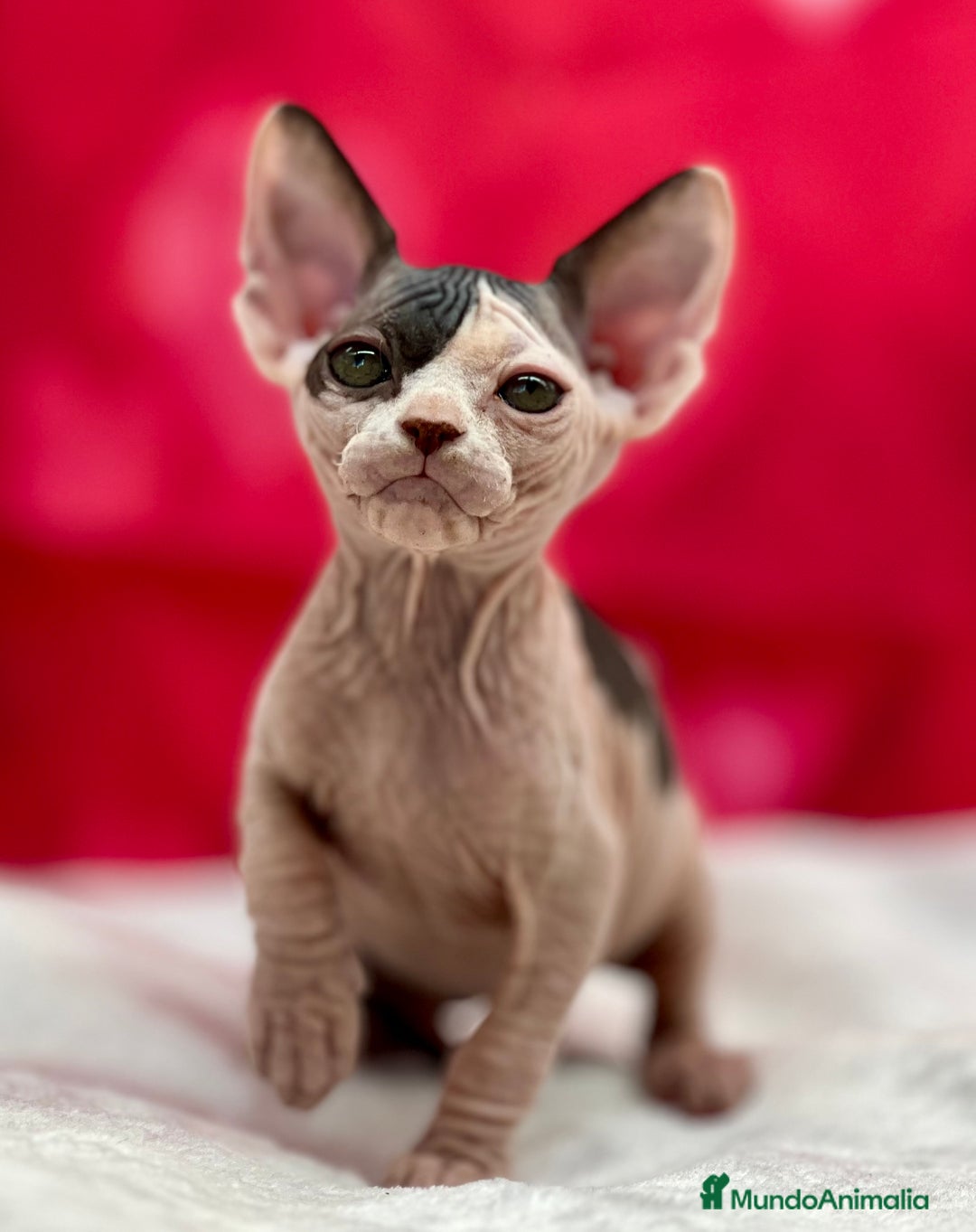 Sphynx gatos en venta: Preciosa camada de sphynx  - Imagen 1