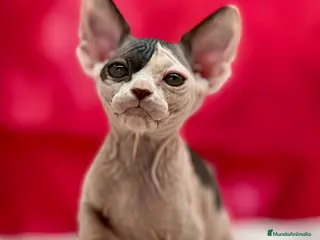 Sphynx gatos Preciosa camada de sphynx - Anuncio 6