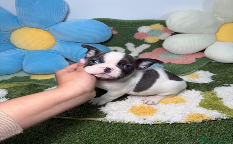 Bulldog Francés perros Bulldog Frances Vaquita Blue Macho - Anuncio 1