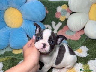 Bulldog Francés perros Bulldog Frances Vaquita Blue Macho - Anuncio 1