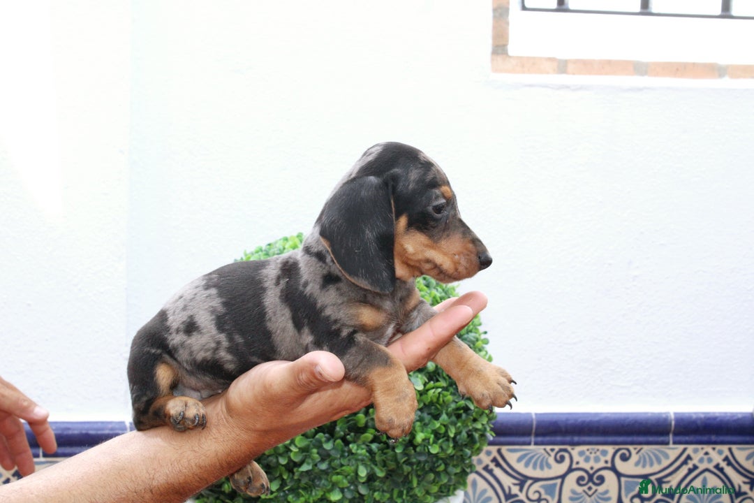 Teckel Miniatura perros en venta: Teckel de todos los colores  - Imagen 3